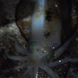 すさみ港 エギングでアオリイカ〜1300g3ハイ!