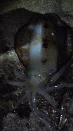 すさみ港 エギングでアオリイカ〜1300g3ハイ!