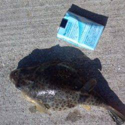 須磨で投げ釣り、25cmのカレイがヒット！