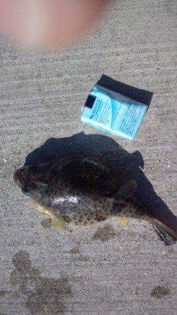 須磨で投げ釣り、25cmのカレイがヒット！