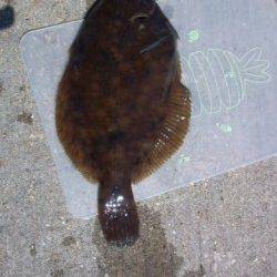 須磨で投げ釣り、25cmのカレイがヒット！