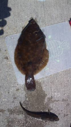 須磨で投げ釣り、25cmのカレイがヒット！…