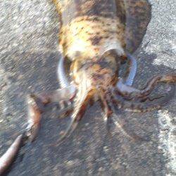 紀伊大島で夕マヅメ狙いのエギング