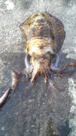 紀伊大島で夕マヅメ狙いのエギング