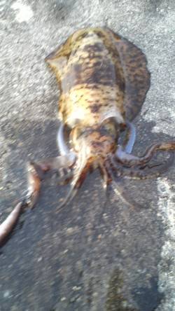 紀伊大島で夕マヅメ狙いのエギング