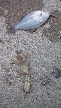 須磨で投げ釣り、カレイ2枚とシャコの釣果