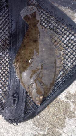 須磨で投げ釣り、カレイ2枚とシャコの釣果