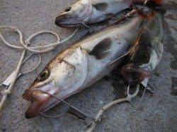 【夕方も狙えます！ハネ♪】南芦屋浜