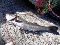 エビ撒きでスズキさん♪