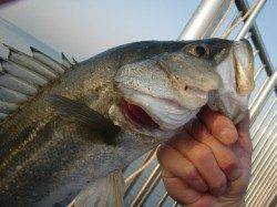 【目の前で良型ＧＥＴ】南芦屋浜リアルタイム