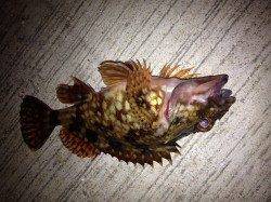 深日、ガシラ狙いに切り替えボトム壁際デッドスローで２匹GET！