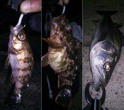 京丹後西部エリアでのメバリング釣果