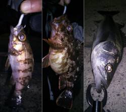 京丹後西部エリアでのメバリング釣果