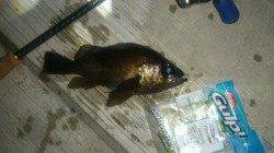 神戸空港メバリング！ライズ頻繁にあり！