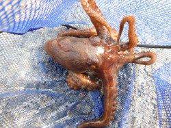 兵突、昼にタコ夜にガシラ