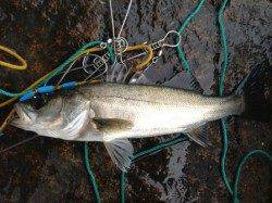 【今日もエビ撒きハネ好調です】南芦屋浜