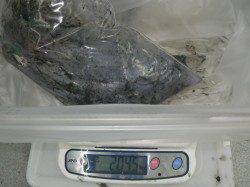 白浜町見草でヤエン、合計3800gのアオリイカ！