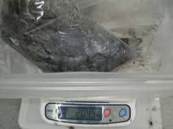 白浜町見草でヤエン、合計3800gのアオリ…