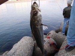 暖かい1日♪泉大津RT。夕方