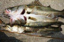 泉佐野食コン★貝塚水路リアルタイム