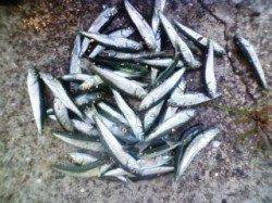 ファミリーにオススメ☆アブシン釣り♪