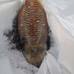 イワシ少なめ・・・ですが！【９日】田ノ浦ＲＴ