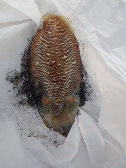 イワシ少なめ・・・ですが！【９日】田ノ浦ＲＴ