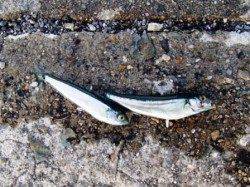 ハネも♪アブシンも♪泉大津RT！夕方