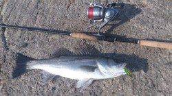 シーバス活性上がる↑↑　マイクロベイト♪