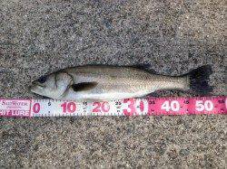 芦屋店スタッフ沖堤調査♪