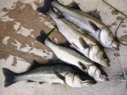 エビ撒きday★食コン★貝塚水路