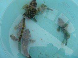 神戸空港ＲＴ、ヨロイメバルが釣れた！