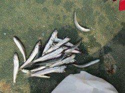 稚アユも登場！【１０日】田ノ浦RT