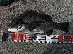 【出ました~年無しチヌ&ハネ】南芦屋浜