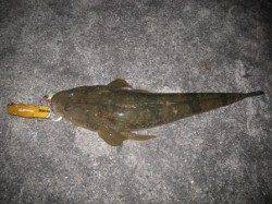 紀の川シーバスを堪能!