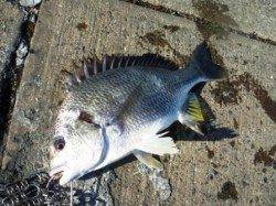 エビ撒きでキビレ♪　泉大津RT　11日あさ