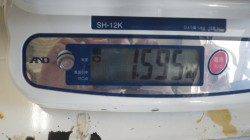 天神崎でアオリとモンゴウイカの釣果