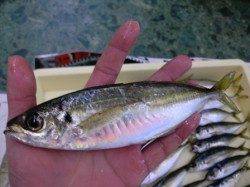 水軒鉄鋼団地でアジ回遊中!!