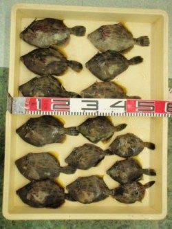 串本大島で投げカワハギ!!