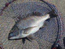 コーンでアタリ連発！紀ノ川ちぬ♪