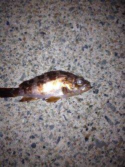 間人 初メバリングで小型ながらメバル10匹