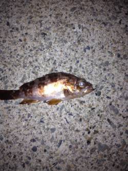 間人 初メバリングで小型ながらメバル10匹…