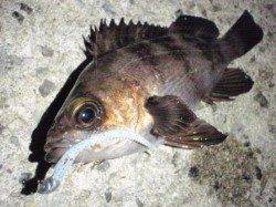 漁港周りでメバルゲーム