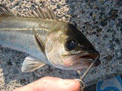 【本日よりＳＡＬＥ】南芦屋浜リアルタイム