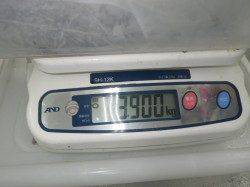 椿波止でヤエン釣り　アオリイカx5