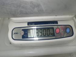 椿波止でヤエン釣り　アオリイカx5