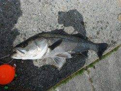 ハネ釣れてます♪むこがわＲＴ