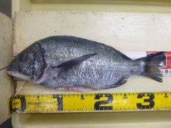 和田防、いけるぞ！