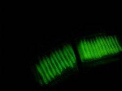 メバリング調査♪なんとか…＞＜；