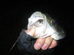 マイクロワインドで万能釣り♪